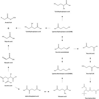 Urinary Profile of Endogenous Gamma-Hydroxybutyric Acid and its Biomarker Metabolites in Healthy Korean Females: Determination of Age-Dependent and Intra-Individual Variability and Identification of Metabolites Correlated With Gamma-Hydroxybutyric Acid
